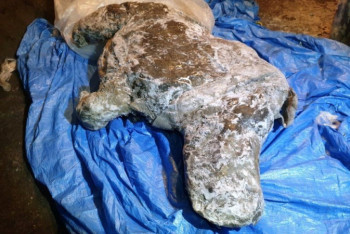 Фотография к новости: Тушу шерстистого носорога обнаружили сохранившуюся в Сибири