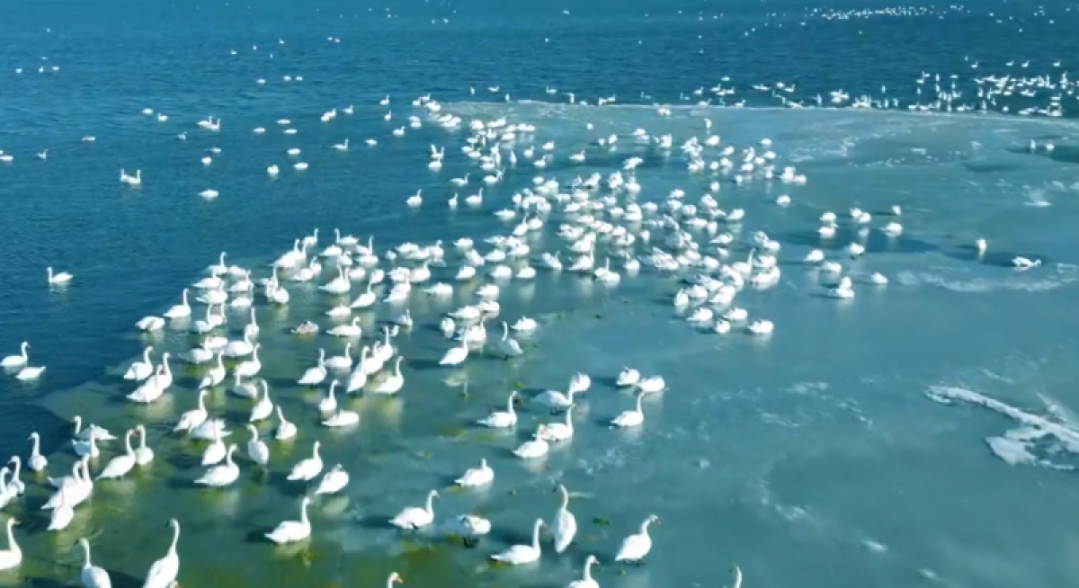 скриншот видео