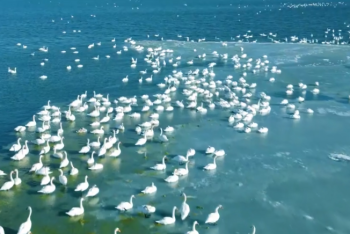 Фотография к новости: Сотни тысяч зимующих на Каспии лебедей попали на видео в Актау