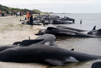Фотография к новости: С чем связали загадочные смерти дельфинов?
