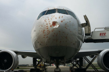 Фотография к новости: Летевший в Алматы из Стамбула самолет столкнулся со стаей птиц