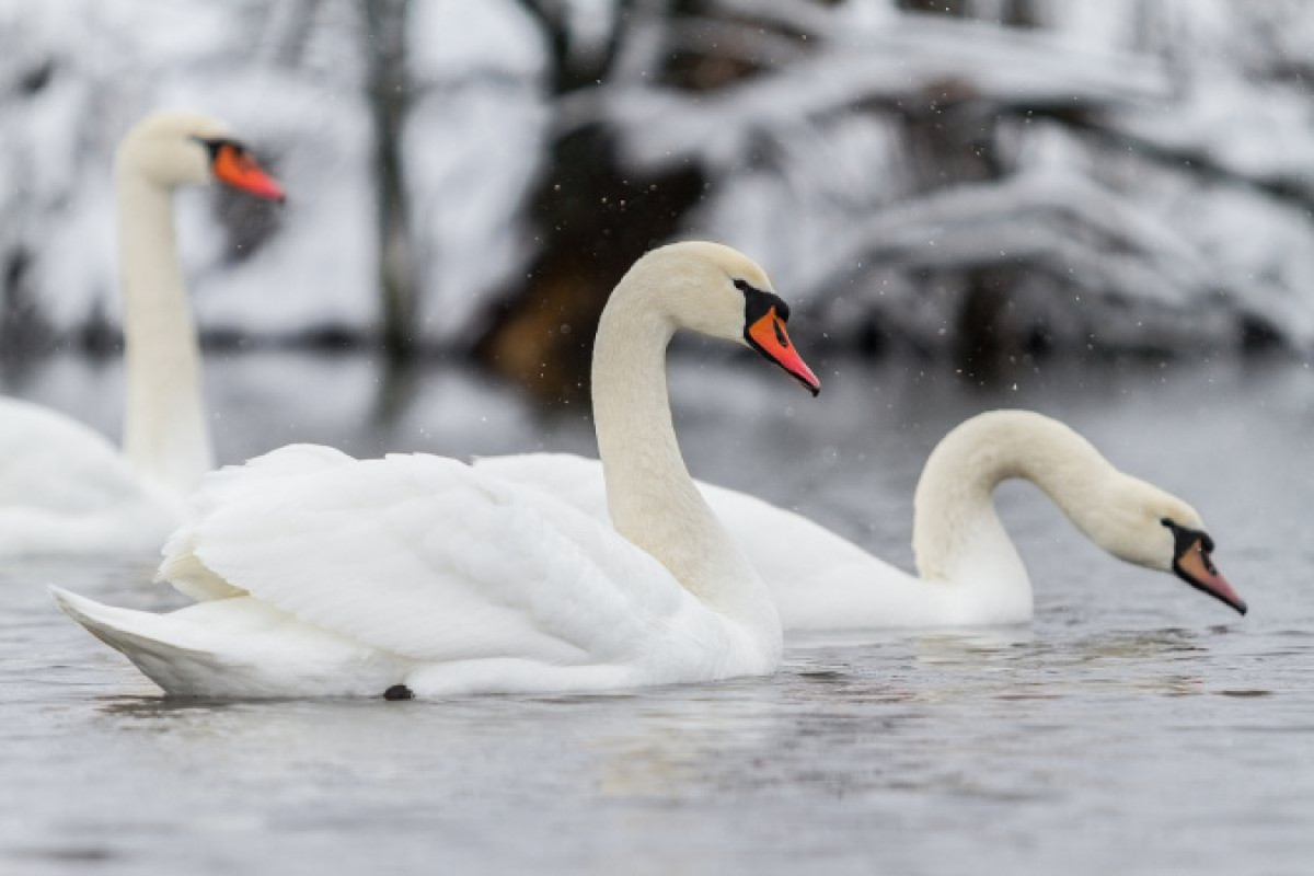 nat-geo.ru