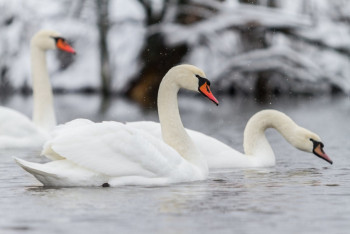 Фотография к новости: Свыше 16 тысяч лебедей зимуют на озере в Мангистауской области