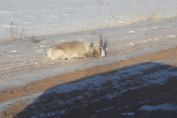 Фотография к новости: Ослабевших сайгаков стали чаще замечать в Казахстане