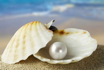 Фотография к новости: Впервые расшифрован геном моллюска-жемчужницы