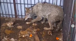 &quot;Везде трупы и шкуры&quot; - полицейские выехали на бойню волков в Алматинской области