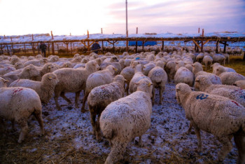 Фотография к новости: Пастуха с отарой из 600 овец спасли из снежного плена в Жамбылской области