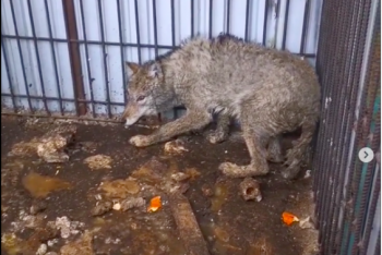 Фотография к новости: "В чем жестокость?" - хозяин цеха по выделке шкур о содержании волков