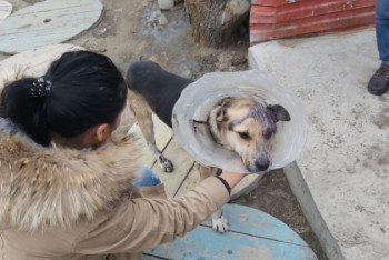 Фотография к новости: Выживший после живодерской выходки хозяина пес Батыр уедет в Алматы