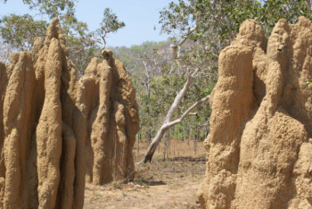Фотография к новости: Обнаружен закон построения термитников