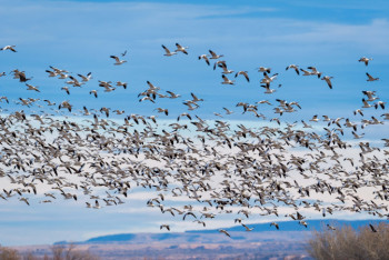 Фотография к новости: 150 видов птиц могут исчезнуть в Казахстане из-за вооруженных конфликтов