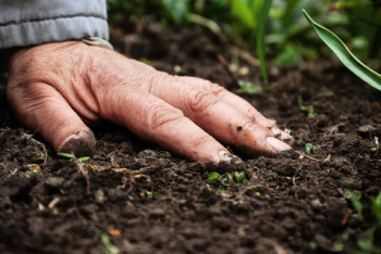 Фотография к новости: Партия "Ак жол" настаивает на внесении запрета продажи земли иностранцам в Земельный кодекс