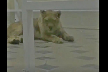 Фотография к новости: Львенка держали в ресторане в Шымкенте