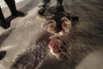 Фотография к новости: Браконьеры убили трех сайгаков в Карагандинской области