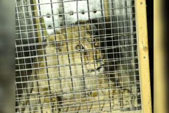 Фотография к новости: Львенка из гостиницы отправили в зоопарк Шымкента