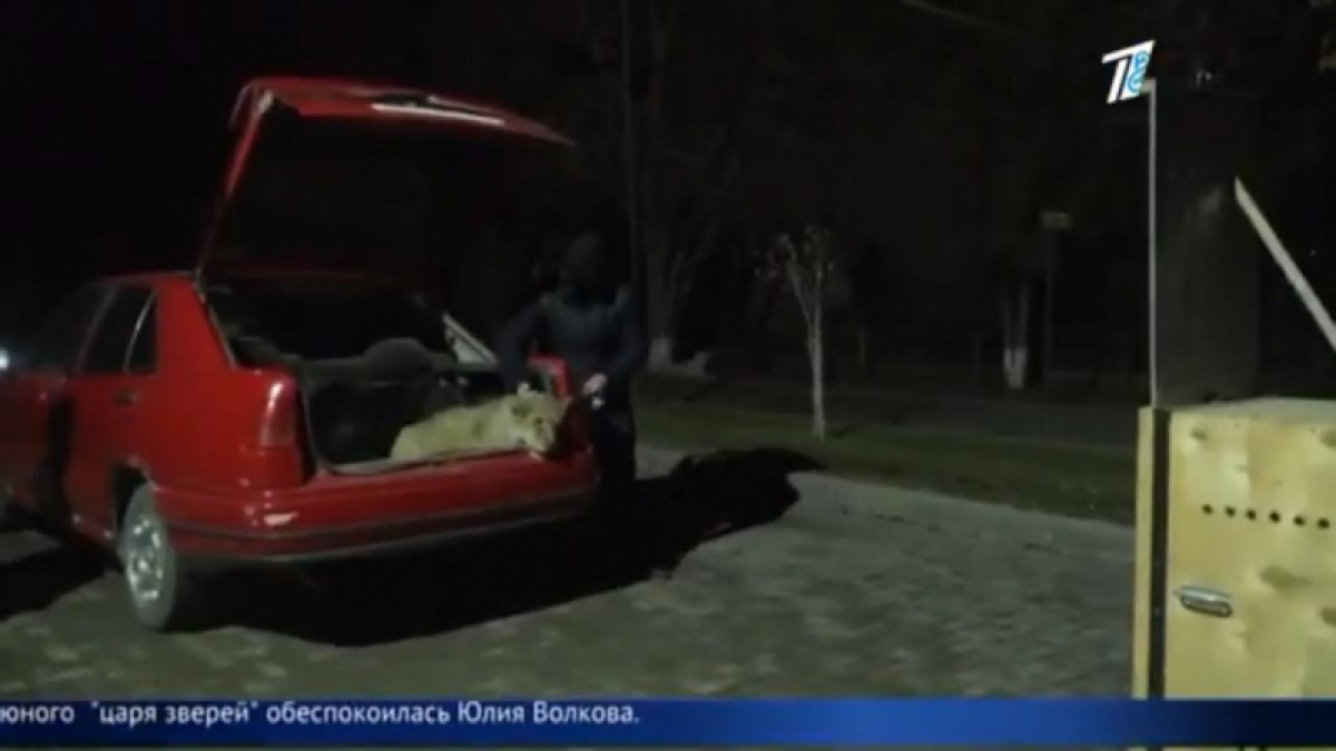 Львенка содержали в гостинице Шымкента
