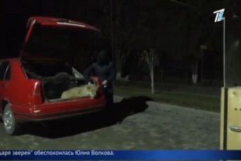 Фотография к новости: Львенка содержали в гостинице Шымкента