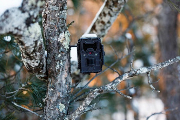 Фотография к новости: Уникальные кадры попали в объектив фотоловушки нацпарка "Бурабай"