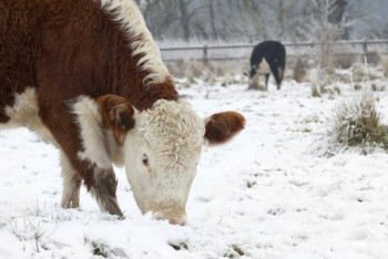 Фотография к новости: Смертельной болезнью заражается скот в Алматинской области