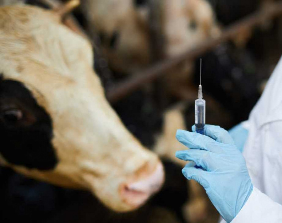 иллюстративное