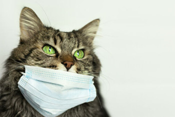 Фотография к новости: Казахстанцы массово отказываются от домашних животных из-за коронавируса