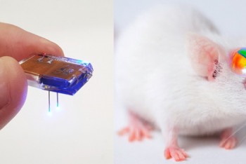 Фотография к новости: Корейские ученые смогли управлять крысой через приложение в смартфоне