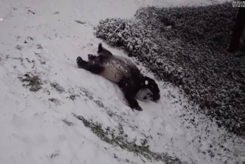 Фотография к новости: Видео катающихся в снегу панд стало вирусным в Сети