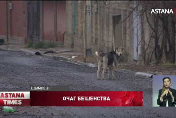Фотография к новости: Ограничения из-за больного бешенством щенка ввели на одной из улиц Шымкента