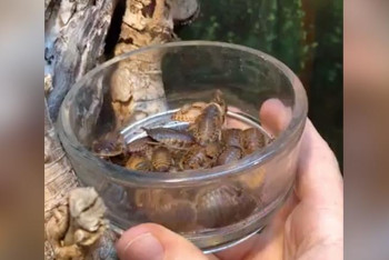 Фотография к новости: Назвать таракана именем бывшего и скормить животным предлагает зоопарк Сан-Антонио