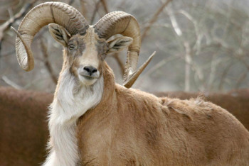 Фотография к новости: Краснокнижных уриалов сняли на видео в Бозжыра