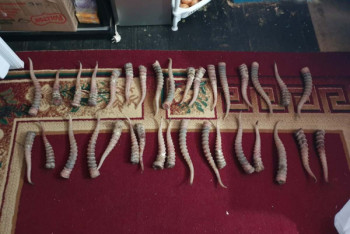 Фотография к новости: Более 100 рогов сайги обнаружено в доме жителя в Атырауской области