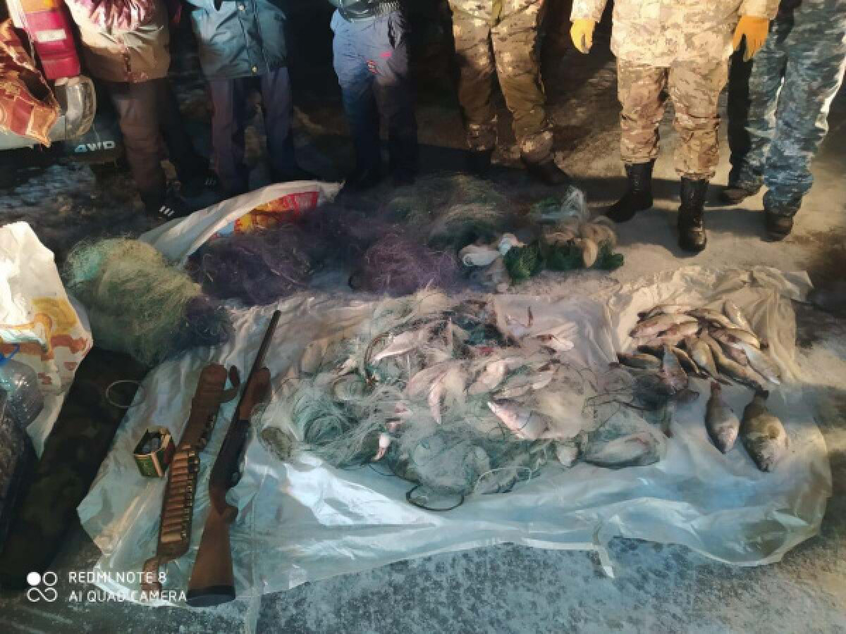Перевозившего 50 килограммов краснокнижного окуня браконьера задержали в Алматинской области