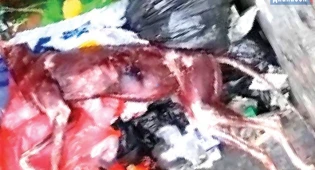 Животное с содранной кожей выбросили в мусорку в Актобе