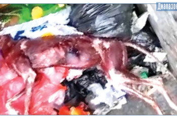 Фотография к новости: Животное с содранной кожей выбросили в мусорку в Актобе