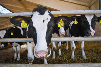 Фотография к новости: Фермеры массово режут скот в Западном Казахстане