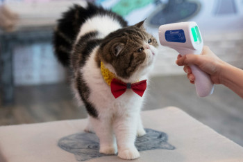 Фотография к новости: Домашних кошек и собак будут тестировать на коронавирус власти Сеула