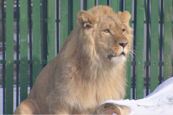 Фотография к новости: Лев из крестьянского хозяйства может переехать в шымкентский зоопарк