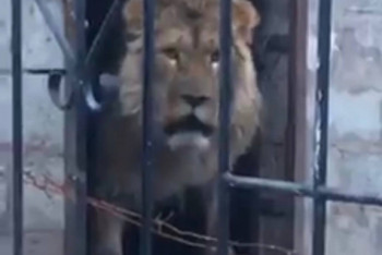 Фотография к новости: Алматинский зоопарк согласился приютить льва из Бескайнара