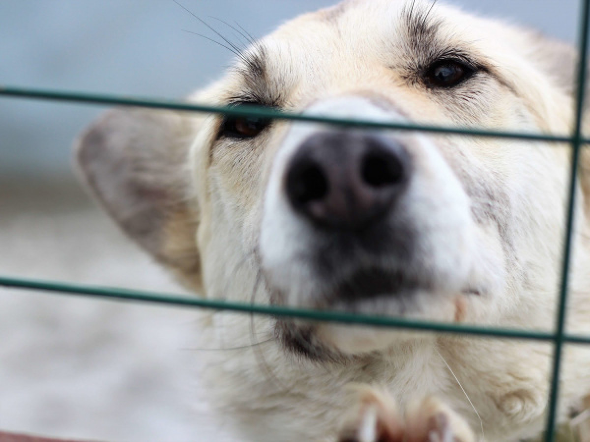 Обгоревшие останки собак обнаружили на ветстанции Алматинской области