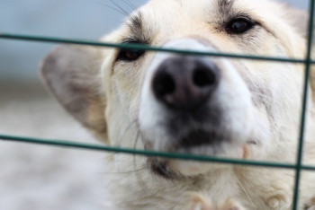 Фотография к новости: Обгоревшие останки собак обнаружили на ветстанции Алматинской области