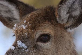 Фотография к новости: Стадо асканийских оленей зафиксировали фотоловушки в Бурабае