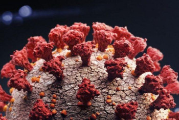 Фотография к новости: Еще одну мутацию коронавируса выявили в Великобритании