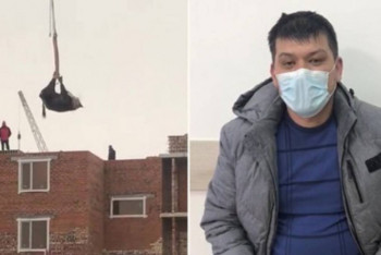 Фотография к новости: "Летающая" корова в Нур-Султане: полиция выявила нарушителей