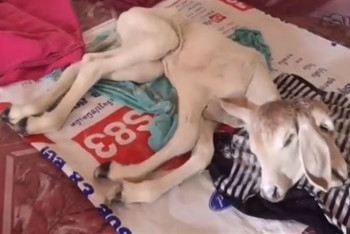 Фотография к новости: Родившийся с двумя головами теленок принес удачу своему хозяину