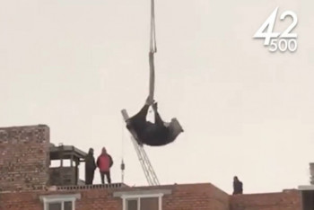 Фотография к новости: Зарубежные СМИ сравнили казахстанцев с Боратом из-за поднятой на кране коровы