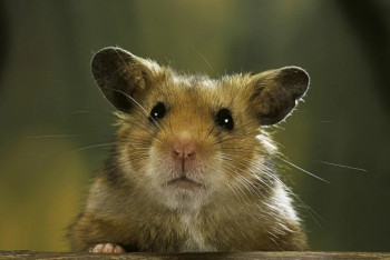 Фотография к новости: Похороны хомячка закончились вызовом полиции в Павлодаре