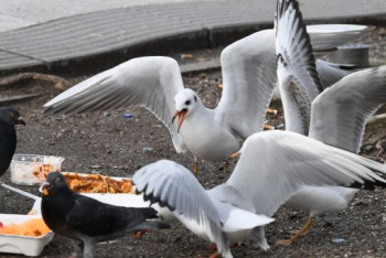 Фотография к новости: В Бахрейне подсевшие на местную еду чайки разжирели и отказались летать