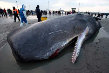 Фотография к новости: Обнаружившие мертвого кита рыбаки в одночасье стали миллионерами