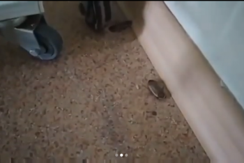 Фотография к новости: Заказным назвали видео с крысой и тараканами в больнице Алматы