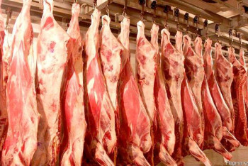 Фотография к новости: 28 тысяч коров собрались съесть в детском саду Жанаозена